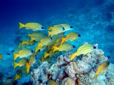 Batismo de Caça Submarina