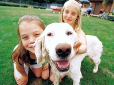 Education et consultation des comportements de votre chien - 4h00 - Eure (27)