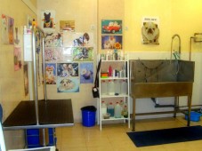 Hidroterapia en Spa para perros medianos o gatos - Madrid
